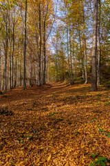 autumn in the forest