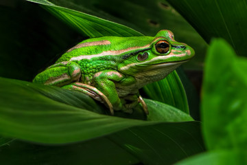 A beautiful green and golden bell frog sitting on a leaf - closeup macro showing the bumpy patterns...