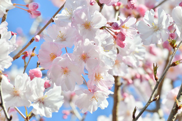 Obraz premium 青空を背景として、八重紅彼岸と推定されるサクラの樹の枝の花をローアングルで撮影した写真