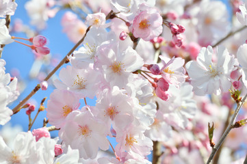 青空を背景として、八重紅彼岸と推定されるサクラの樹の枝の花をローアングルで撮影した写真