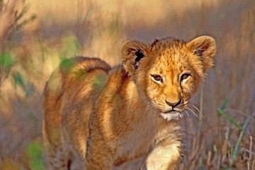 Fototapeta premium Cute Baby Lion in the bush.