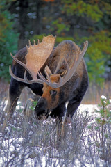 Bull Moose with large Antlers at edge of forest.
