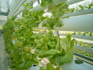 Selective focus of fresh organic vegetable grown using aquaponic or hydroponic farming.