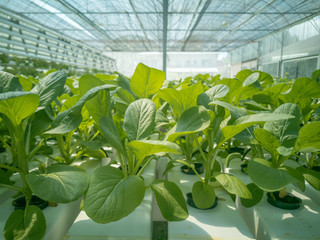 Selective focus of fresh organic vegetable grown using aquaponic or hydroponic farming.