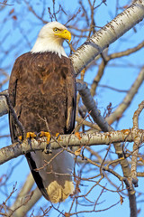 Bald Eagle in winter perched in tree.