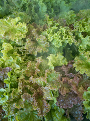 Selective focus of fresh organic vegetable grown using aquaponic or hydroponic farming.