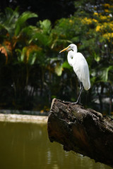 White heron