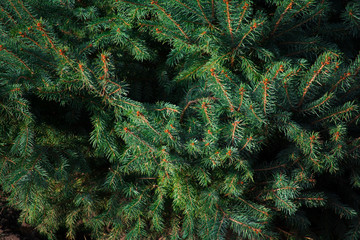 green spruce tree texture background