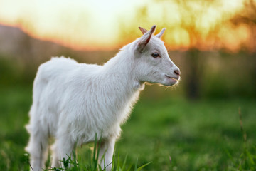 Obraz premium goat on a meadow