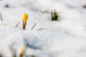 Selbstklebende Fototapeten Winterblumen © vsnd.