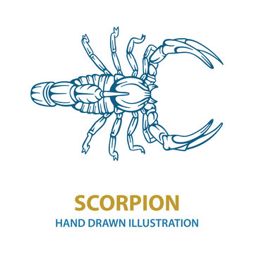 Scorpion. Hand drawn scorpion vector illustration.  Scorpion tattoo. Vector illustration. Part of set.