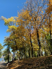 trees in autumn