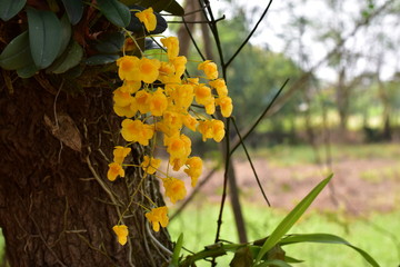 A beautiful yellow orchid name is Dendrobium lindleyi Steud, Thai name is Aung Phung, found in the...