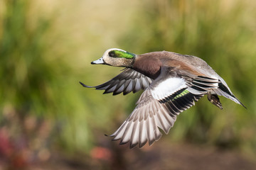 Beautiful American Widgeon Drake in Winter Plumage Prepares to Land