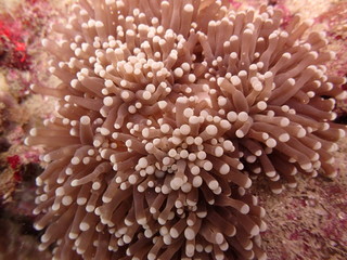 Sea anemones found at coral reef area at Tioman island, Malaysia