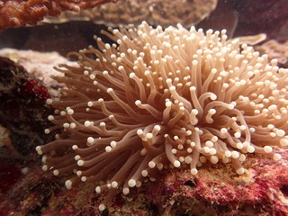 Naklejka na ściany i meble Sea anemones found at coral reef area at Tioman island, Malaysia