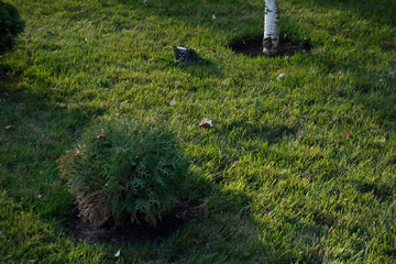 flowerbed with thuja on a green lawn