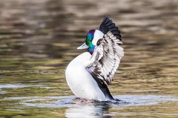 A Drake Bufflehead Wing Flaps to Impress a Hen