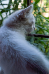 Gato blanco en la ventana
