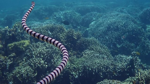 Banded sea krait (Laticauda colubrina) ascends to the surface to breathe for air. Moalboal, Cebu, Philippines.