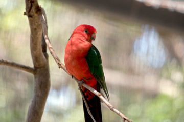 this is a close up of an Australian king parrot