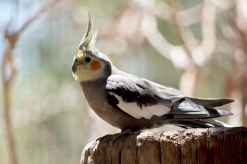 this is a side view of a cockatiel