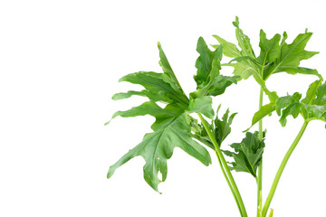 Philodendron indoor house plant in the black pot for decorate home or interior design and make fresh air in garden on white background.