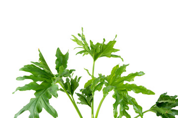 Philodendron indoor house plant in the black pot for decorate home or interior design and make fresh air in garden on white background.