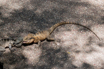 the two eastern water dragons are fighting
