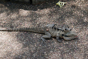 the water dragon is walking across a foot path