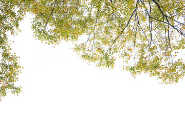 木の葉とコピースペース