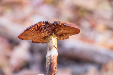 Old, dry mushroom