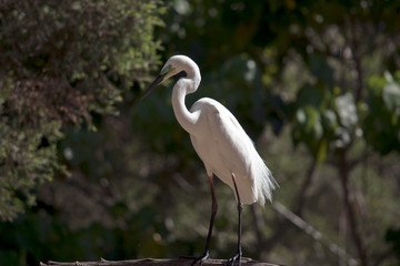 the great egret is standing on a branch