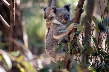 the joey koala is holding onto its mothers back