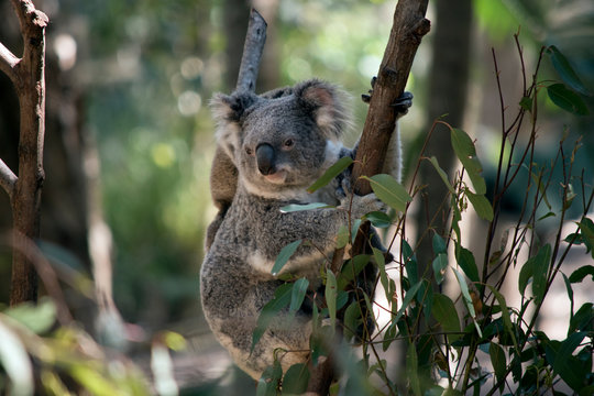 the joey koala is holding onto its mothers back