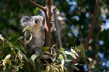 Fototapeten Der Koala frisst Blätter © susan flashman