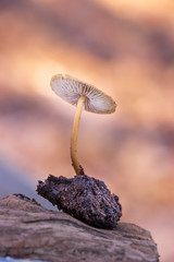 Mushroom growing from newly decomposed soil
