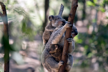 the mother koala has two babies