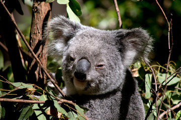 Obraz premium this is a close up of a koala