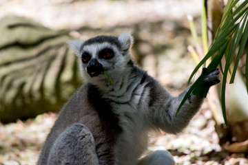 the ring tail lemur is resting by a tree