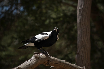 the magpie is perched on a tree