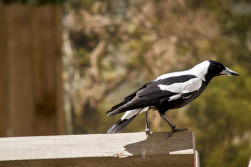 this is a side view of a magpie