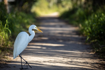 white egret 02