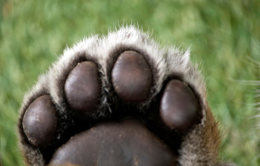 this is a tiger cub paw print