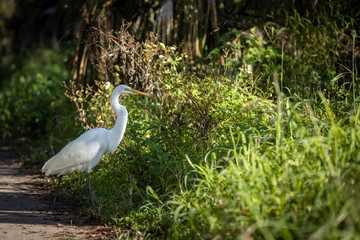 white egret 03