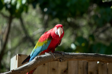 the red and green macaw is perched on a branch