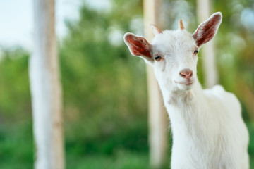 Obraz premium goat in farm