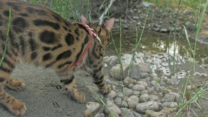 One cat bengal walks on the green grass. Bengal kitty learns to walk along the forest. Asian leopard cat tries to hide in the grass. Reed domesticated cat in nature. Domestic cat on beach near river.