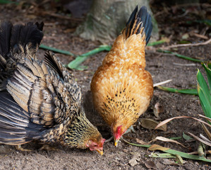Chicken