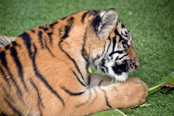 this is a close up of a young tiger cub